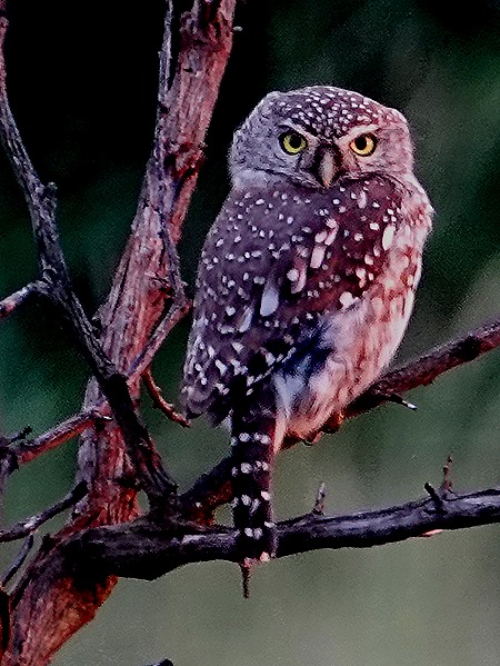 537. Kruger Nat Park, South Africa