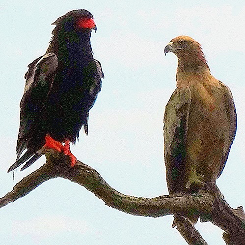 54. 010418Maputo, Mozambique & Kruger Nat Park, South Africa