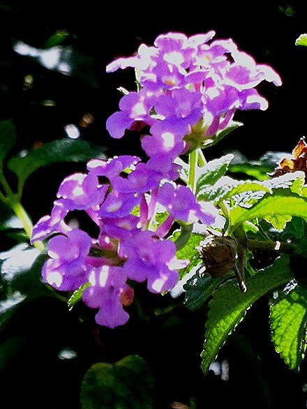 54. Victoria, Mahe, Seychelles