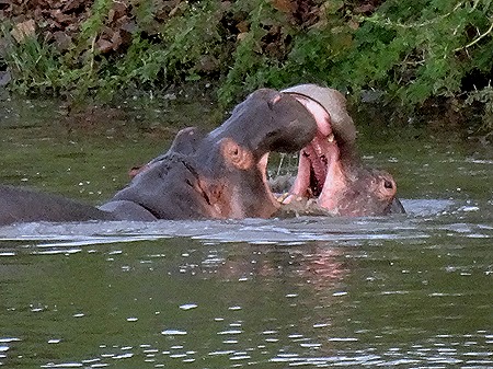 542. Kruger Nat Park, South Africa