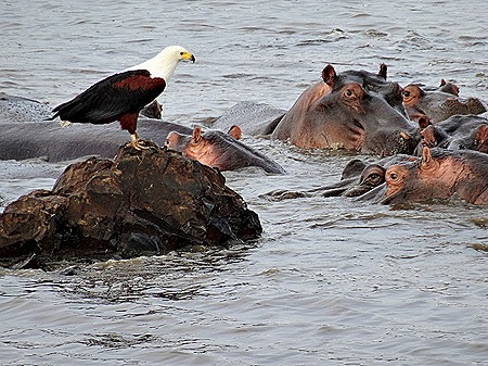 547. Kruger Nat Park, South Africa