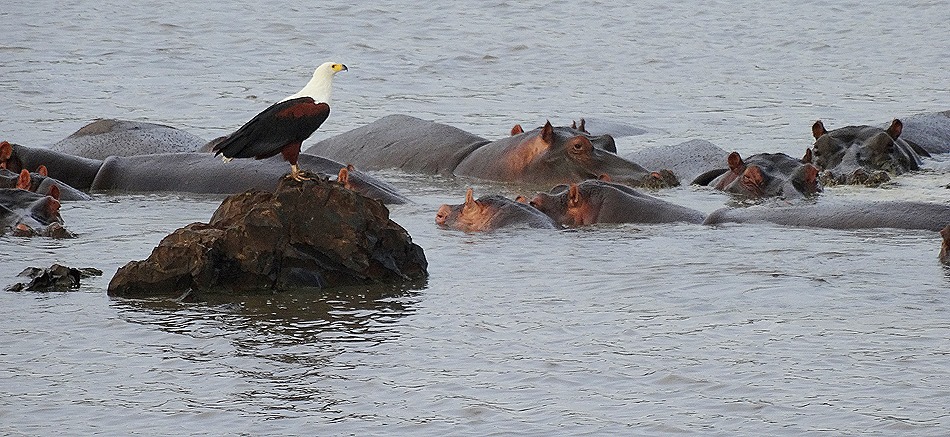 549. Kruger Nat Park, South Africa