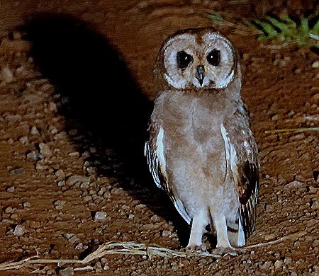 555. Kruger Nat Park, South Africa