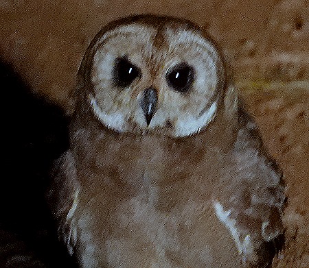 556. Kruger Nat Park, South Africa