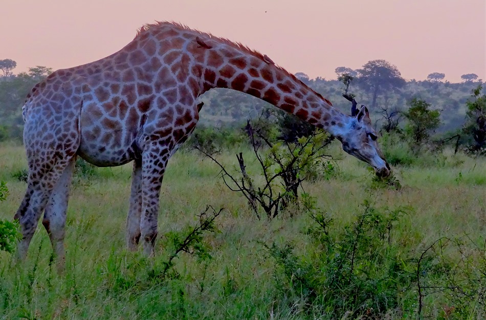 558. Kruger Nat Park, South Africa