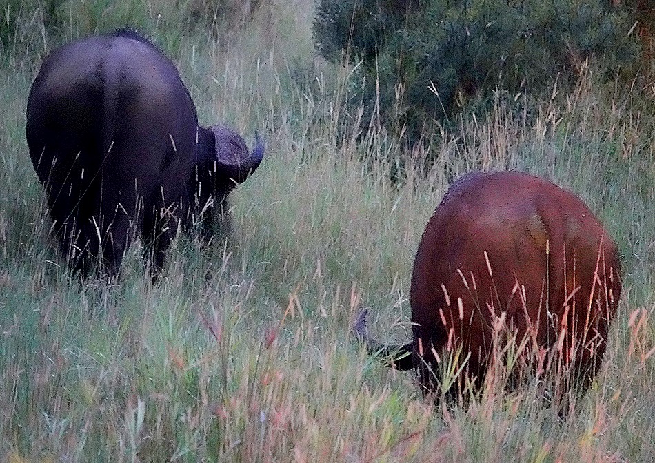 575. Kruger Nat Park, South Africa