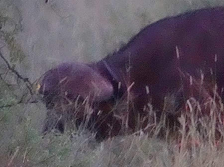 576. Kruger Nat Park, South Africa