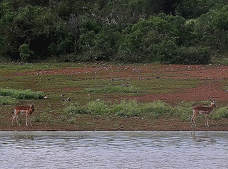 576. Kruger Nat Park, South Africa