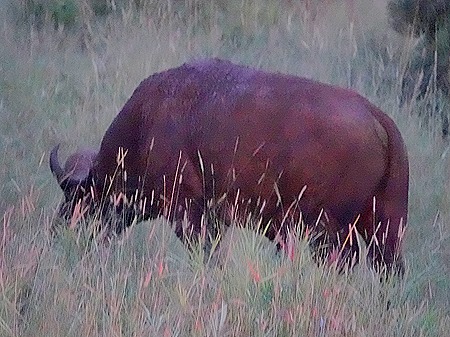 579. Kruger Nat Park, South Africa