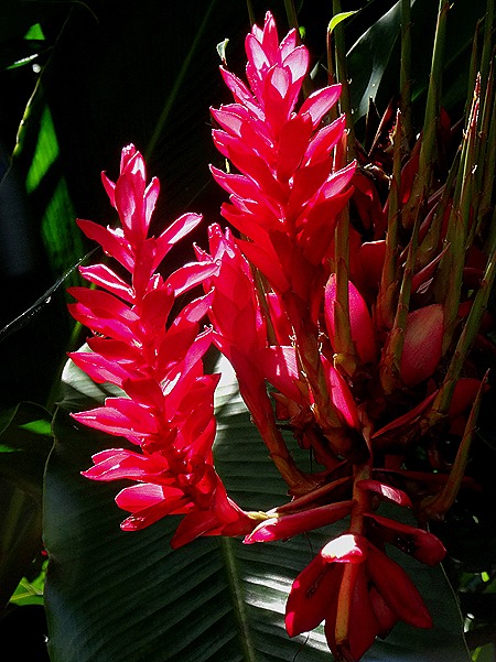 58. La Possession, Reunion Island