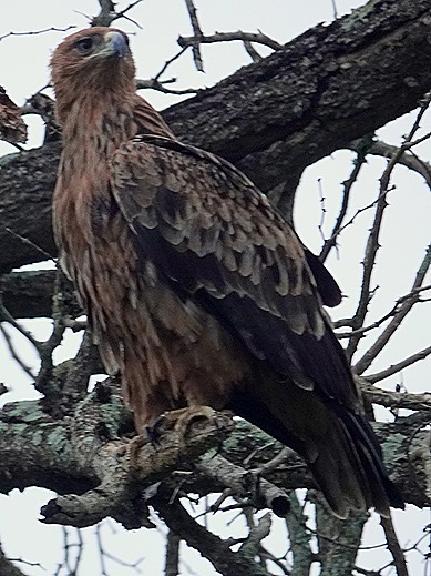 581. Kruger Nat Park, South Africa