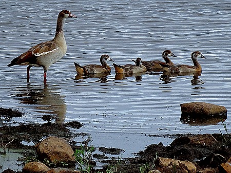 581. Kruger Nat Park, South Africa