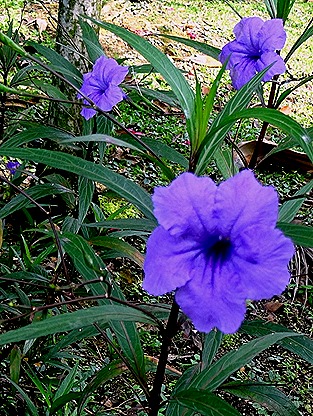 6. Singapore (Day 2)