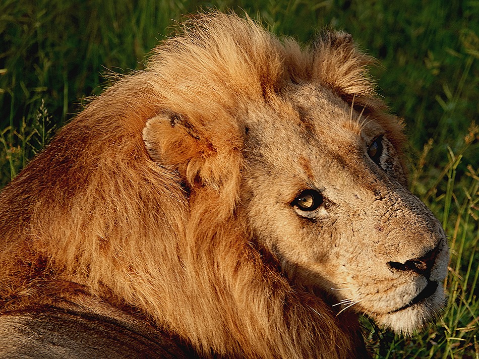 60. Kruger Nat Park, South Africa