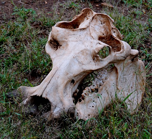 61. Kruger Nat Park, South Africa