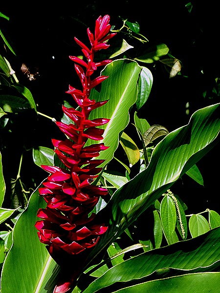 61. La Possession, Reunion Island