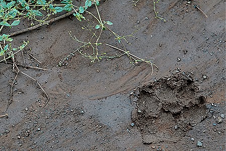 62. Kruger Nat Park, South Africa