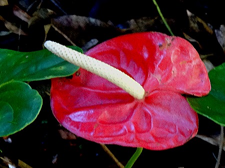 64. La Possession, Reunion Island