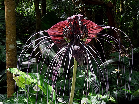 65. La Possession, Reunion Island