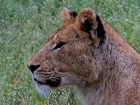 65a. Kruger Nat Park, South Africa