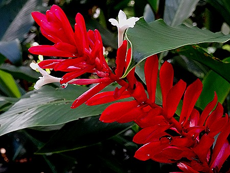 66. La Possession, Reunion Island