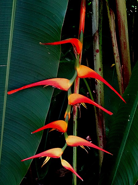 67. La Possession, Reunion Island