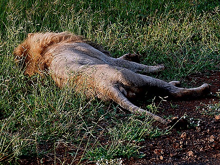 70. Kruger Nat Park, South Africa