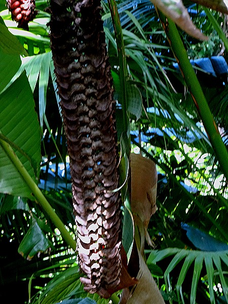 72. La Possession, Reunion Island