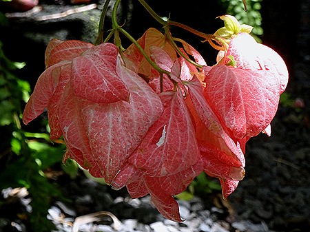 75. La Possession, Reunion Island
