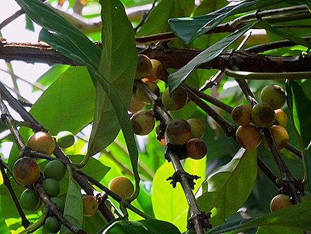 76. La Possession, Reunion Island