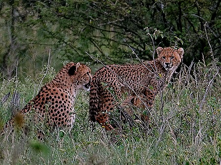 78. Kruger Nat Park, South Africa