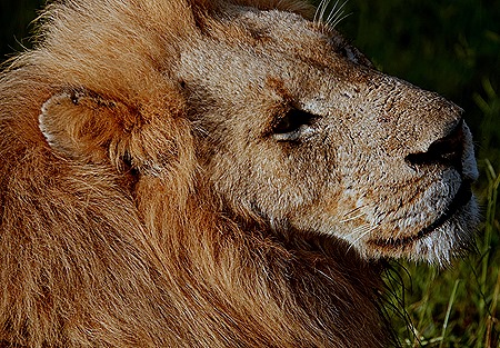 78. Kruger Nat Park, South Africa