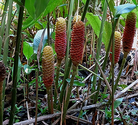 78. La Possession, Reunion Island