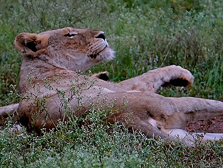 79. Kruger Nat Park, South Africa