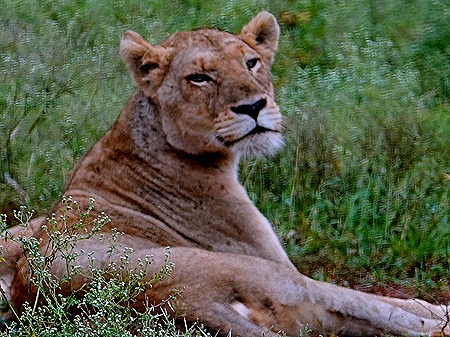 81. Kruger Nat Park, South Africa