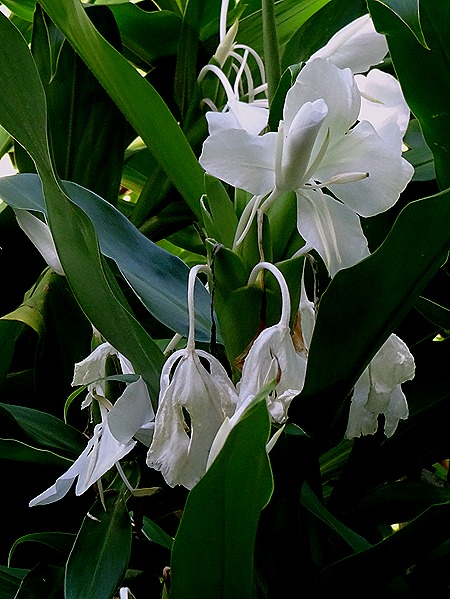 82. La Possession, Reunion Island