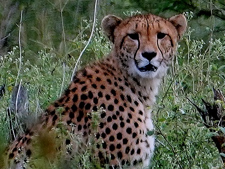 83. Kruger Nat Park, South Africa