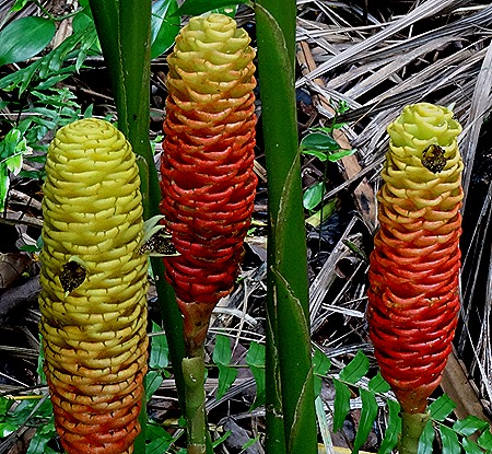 83. La Possession, Reunion Island