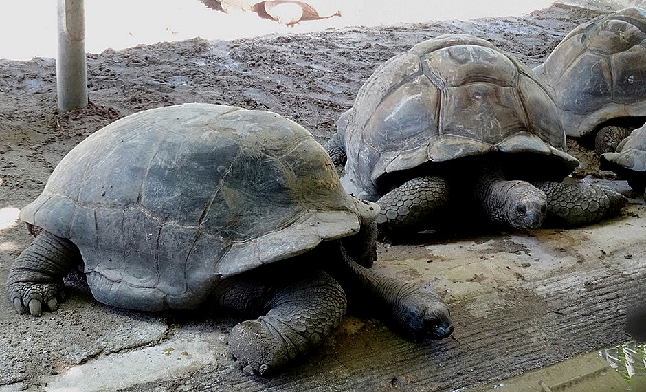 83a. Victoria, Mahe, Seychelles_stitch