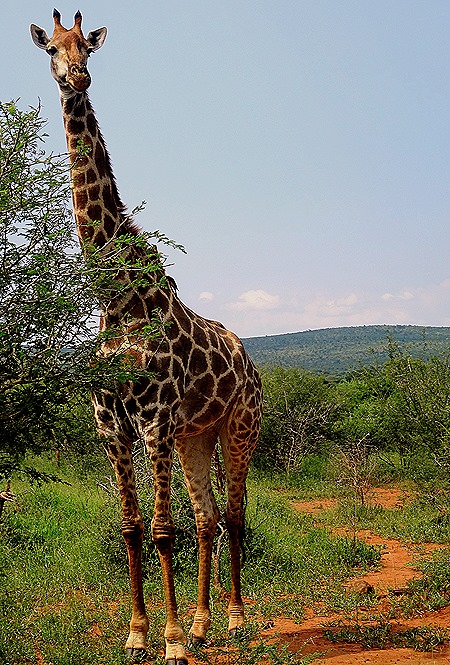 85. 010418Maputo, Mozambique & Kruger Nat Park, South Africa