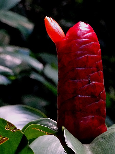 86. La Possession, Reunion Island