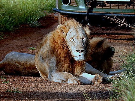 87. Kruger Nat Park, South Africa