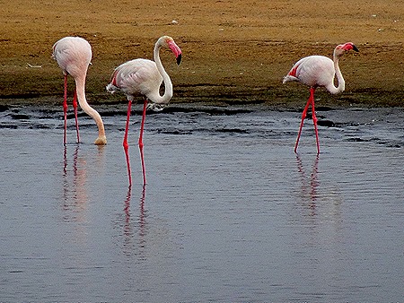 9. Walvis Bay, Namibia080418