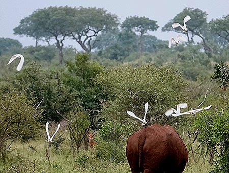 92. Kruger Nat Park, South Africa