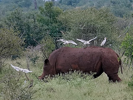 95. Kruger Nat Park, South Africa