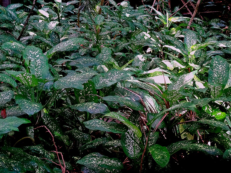 95. La Possession, Reunion Island