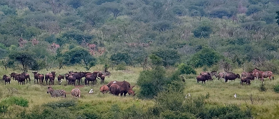 96. Kruger Nat Park, South Africa