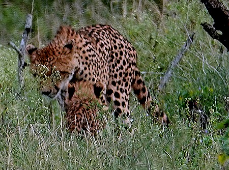 96. Kruger Nat Park, South Africa