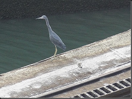 Blue Heron next to canal