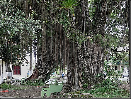 Many rooted trees in park, Bocas Del Toro
